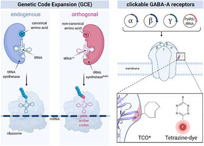 Genetic Code Expansion and Click-Chemistry Labeling to Visualize GABA-A Receptors by Super-Resolution Microscopy